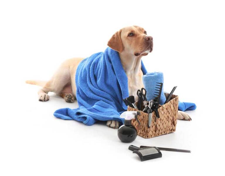 Pet Grooming Services Stockton, California