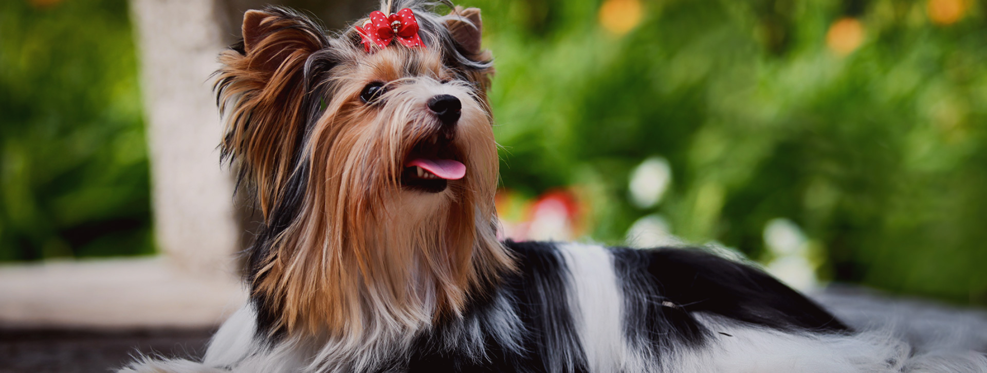 Best Rated Veterinarian In Stockton Hammer Lane Veterinary Hospital